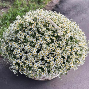 Композиция в корзине из 151 ромашки в Краснозаводске