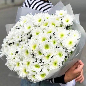 Букет "Лаймовый" из 15 кустовых хризантем в Краснозаводске