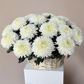 Композиция в корзине из 25 хризантем Магнум в Краснозаводске