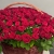 Композиция в корзине из 151 красной розы в Краснозаводске Композиция в корзине из 151 красной розы в Краснозаводске