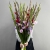 Букет из 25 гладиолусов микс в Краснозаводске Букет из 25 гладиолусов микс в Краснозаводске