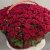 Композиция в корзине из 151 красной розы в Краснозаводске Композиция в корзине из 151 красной розы в Краснозаводске