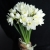 Букет из 25 нарциссов в Краснозаводске Букет из 25 нарциссов в Краснозаводске